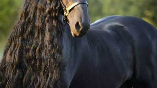 Sin duda este equino está dando de qué hablar no solo por tener más de 13 mil followers en Facebook, sino por presumir mejor pelo que muchos seres humanos.