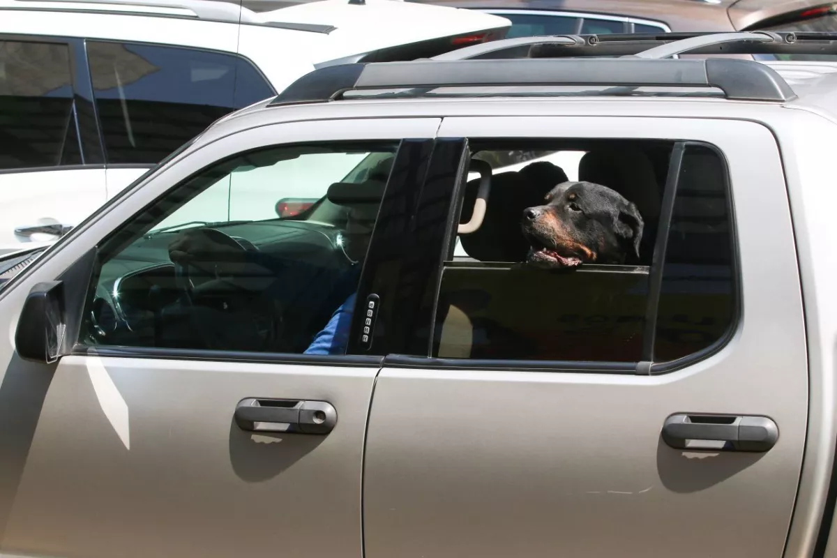 Multa por llevar mascota en el auto