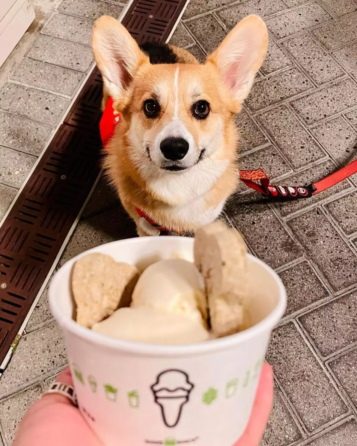 Pooch-ini-Bag-O’Bones