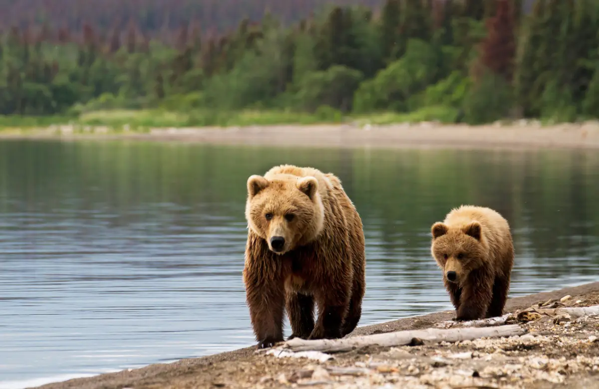 Osos grizzly
