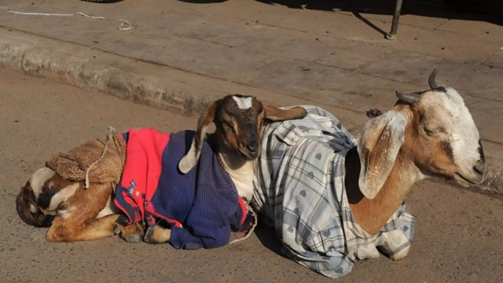 animales, cabra, oveja, rancho, india