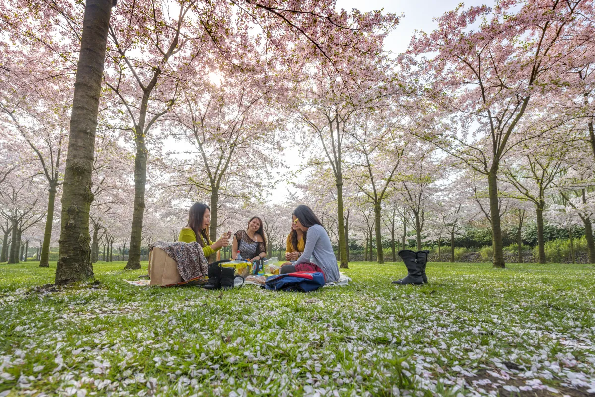 Hanami