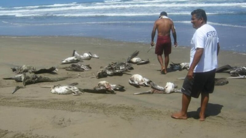 pelícanos perú