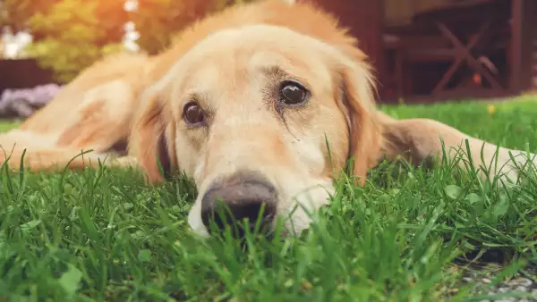 perros-producen-lagrimas