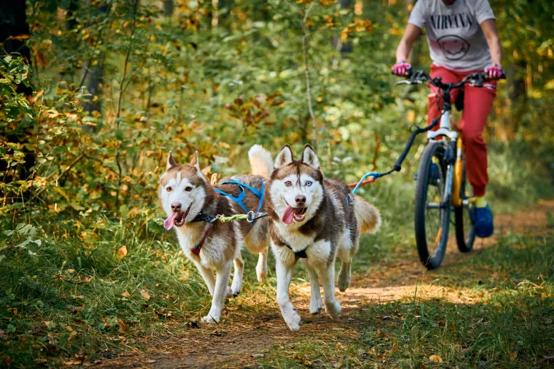 mushing-deporte-mascota