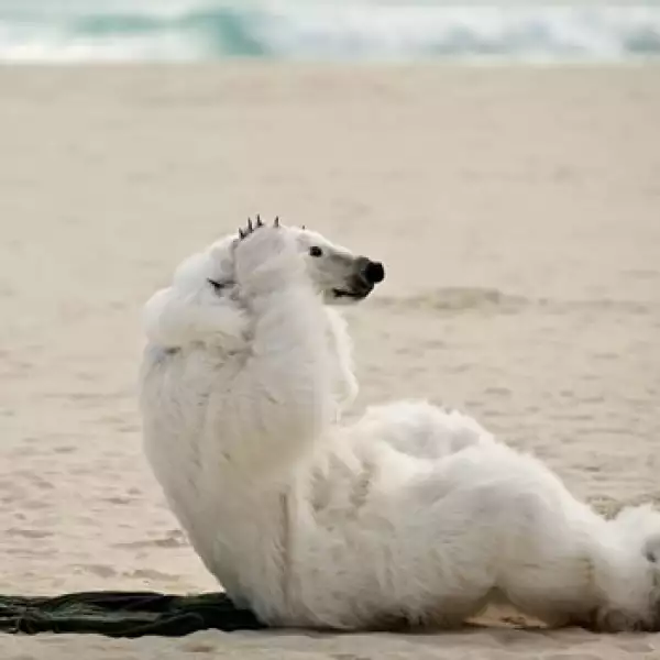 oso polar en la playa de cancun