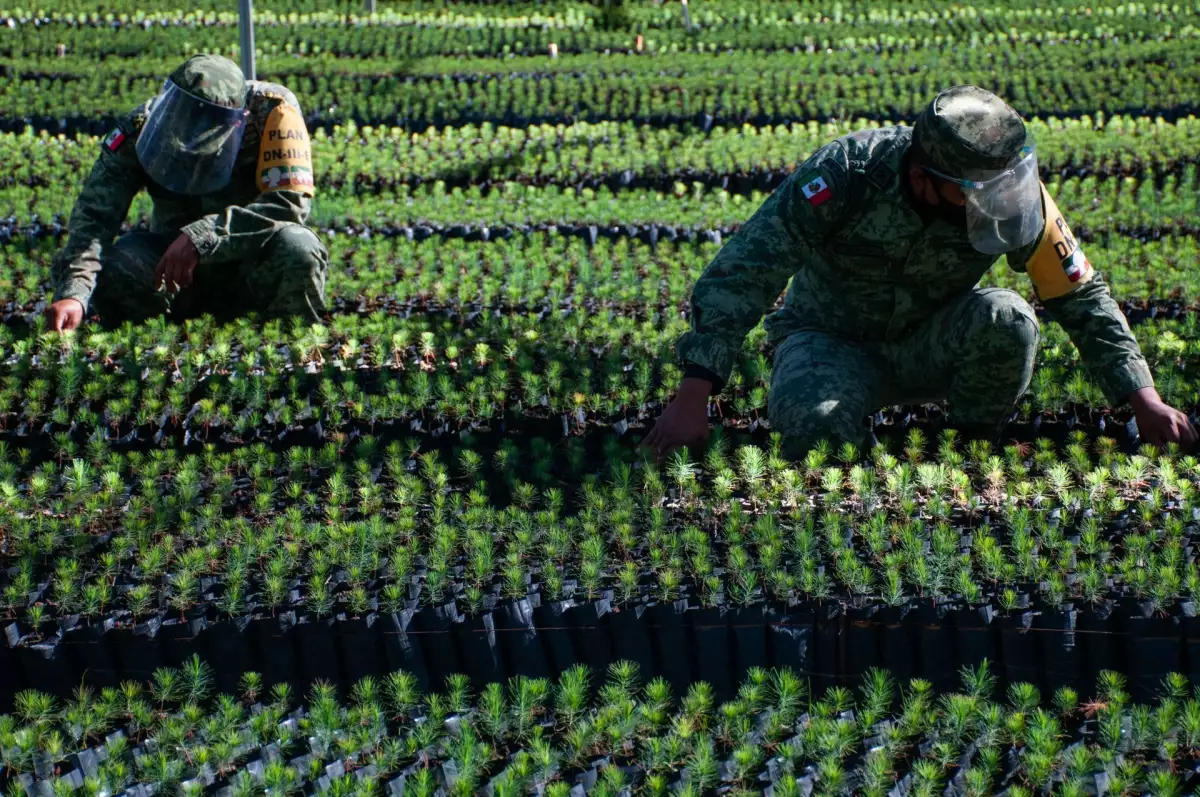 Vivero Sedena Sembrando Vida-12.jpg