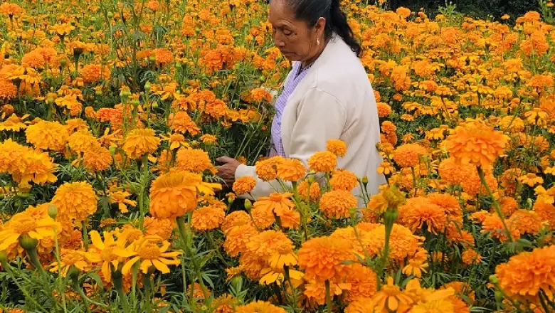 flores de cempas�chitl 5