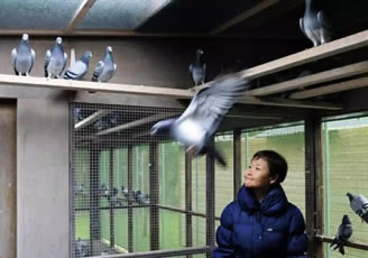 Yi Minna, jefa de operaciones de PiPa, organiza la subasta de las aves. (Foto: AP)