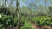 Finca Rocío.jpg