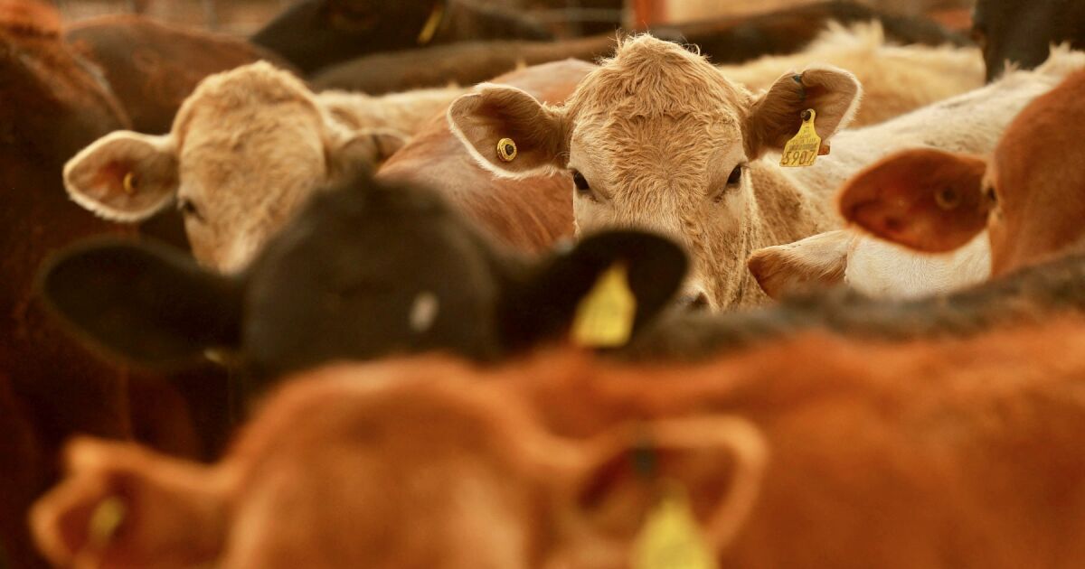 La CNA recibe apoyo del gobierno para la producción de carne, ¡pero aún queda camino por recorrer! La CNA recibe apoyo del gobierno para la producción de carne, ¡pero aún queda camino por recorrer!