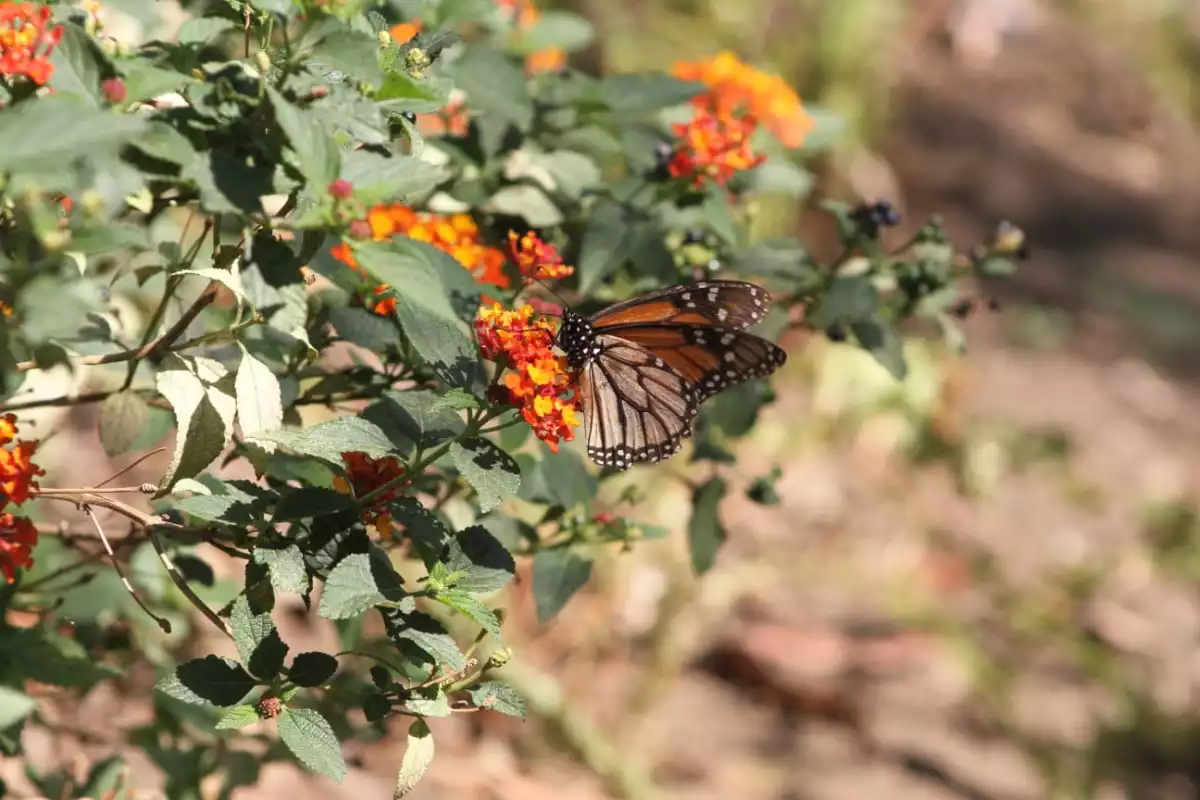 especies-canal-nacional