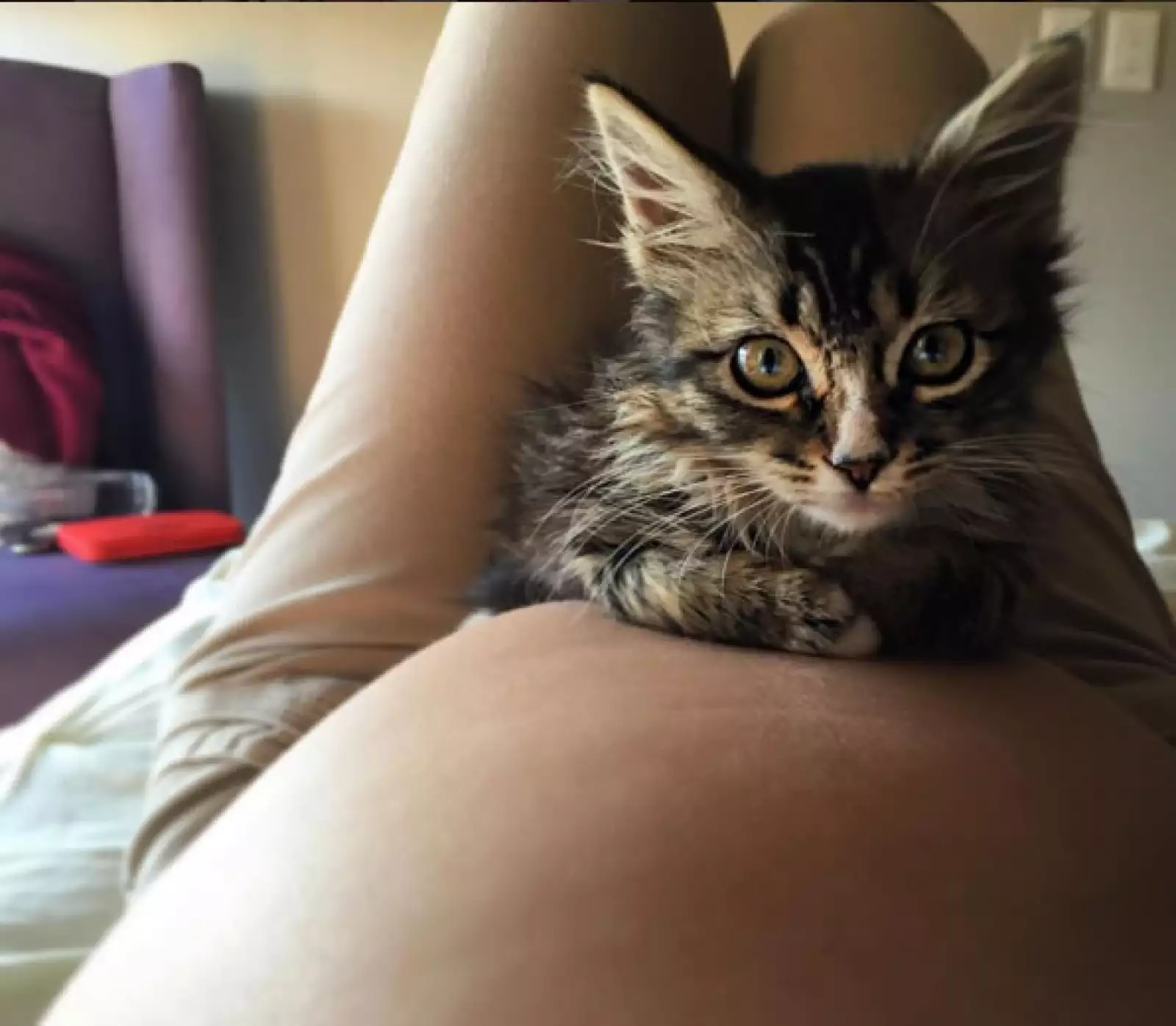 ¿Y por qué no? también las mascotas de Ariadne y Marcus disfrutan de la comodidad de la pancita de la actriz.