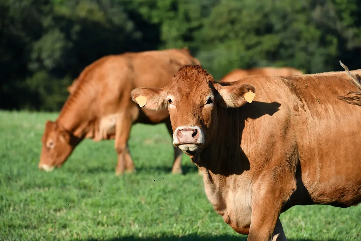 Limousine cows grazing in a field, France.