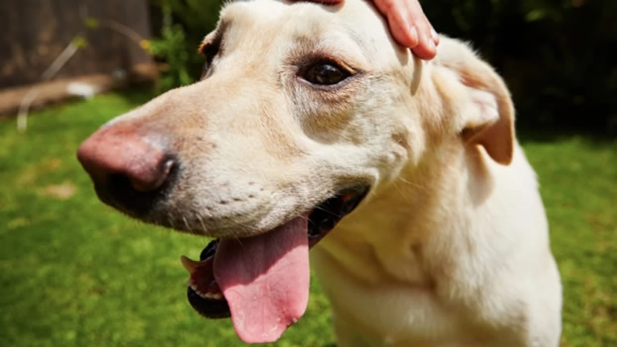 perro feliz