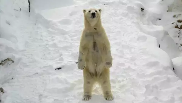 Un oso polar en el zoológico de Louisville, Kentucky, juega en la nieve este viernes.