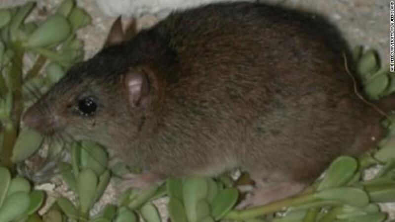melomys declarado extinto