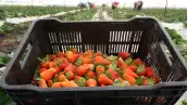 México enfrenta un nuevo riesgo comercial: la fresa está bajo investigación antidumping en EU 