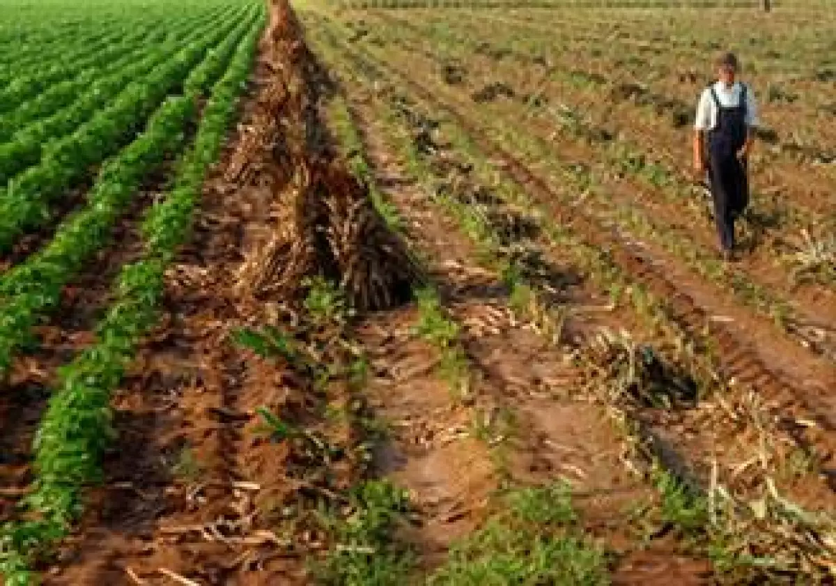 sorgo combustible