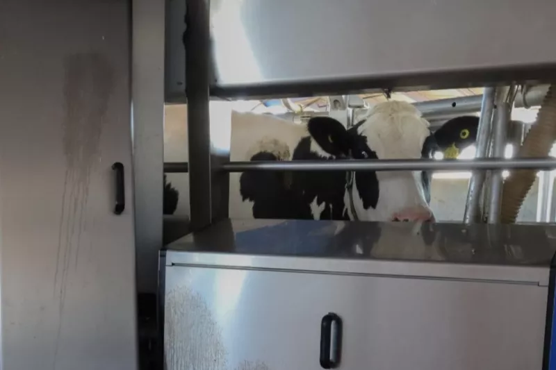 robot que ordeña vacas