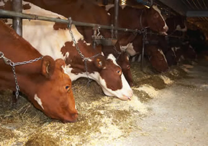 Los productos de México y Canadá podría sufrir cierto atraso por el etiquetado COOL (Foto: Jupiter Images)