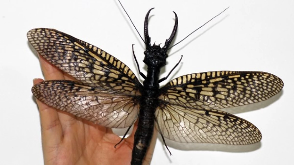 Un espécimen inusualmente grande de la mosca dobson, el insecto acuático más grande del mundo