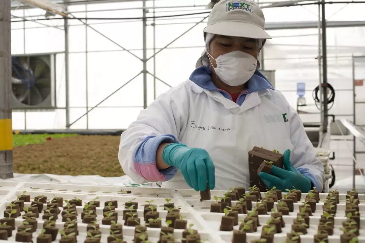 Se encuentra en San Francisco del Rincón, Guanajuato y de ahí producen alrededor de 55,000 ensaladas de la marca Eva.