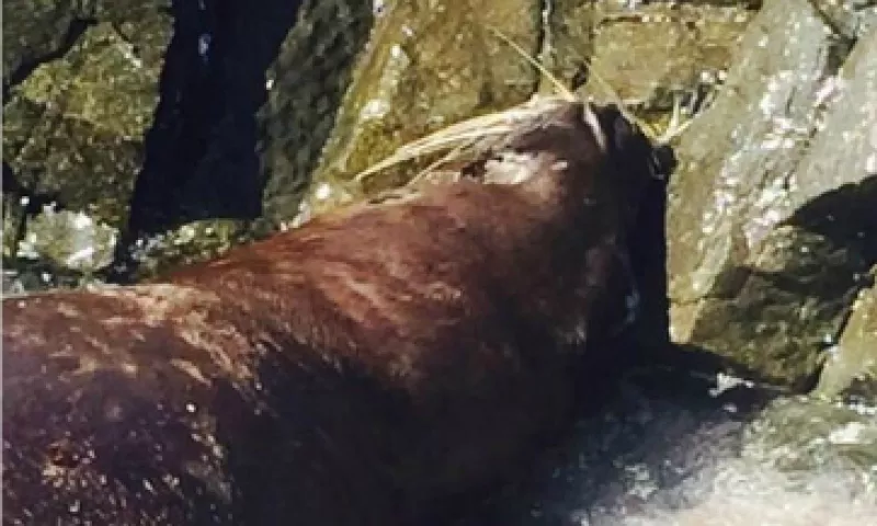 Los mamíferos se están muriendo de hambre porque la cadena alimenticia ha sido alterada. (Foto: Twitter/ @Ma_quita_ )