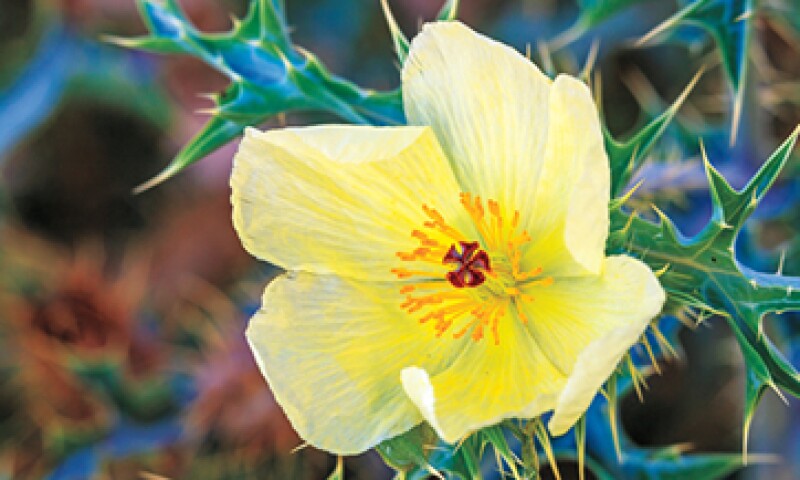 Es frecuente encontrar la flor de cardo o chicalote en los márgenes de las carreteras en estos estados del norte. (Foto: Tomada de biosphoto.com)