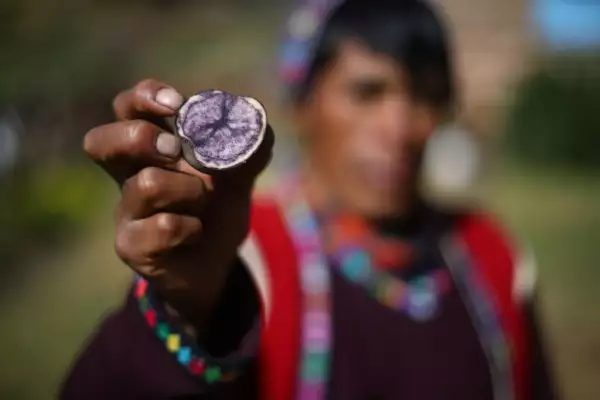 Vegetales con origen peruano.