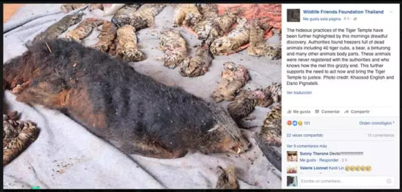 Wildlife Friends Foundation Thailand ha logrado rescatar a varios animales que sufrían de maltrato en Tiger Temple, en Tailandia, sin embargo la polémica crece tras las fuertes imágenes difundidas.