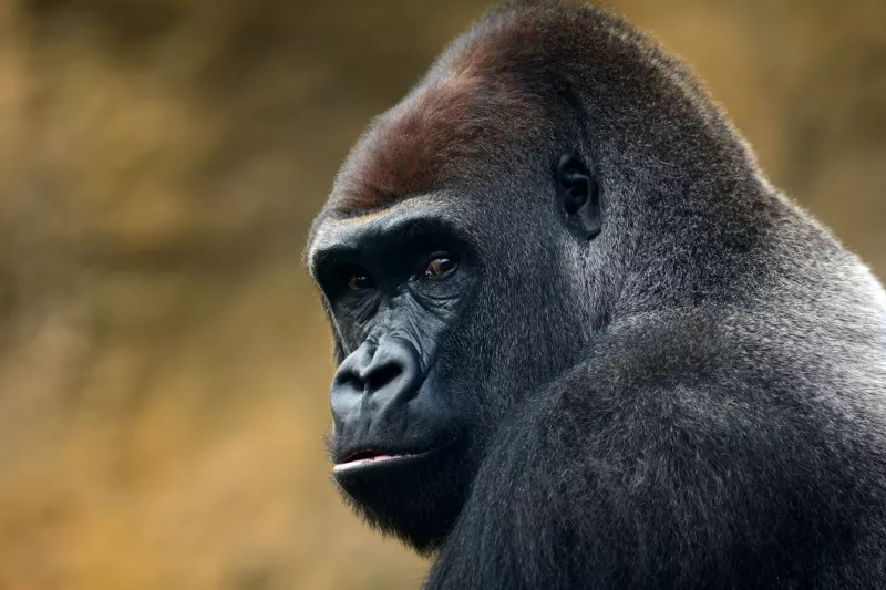 gorilla portrait