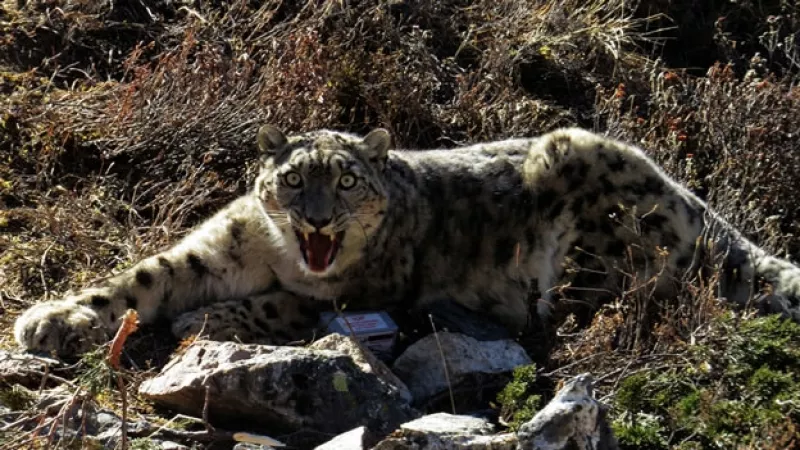 raro ejemplar de un leopardo amur
