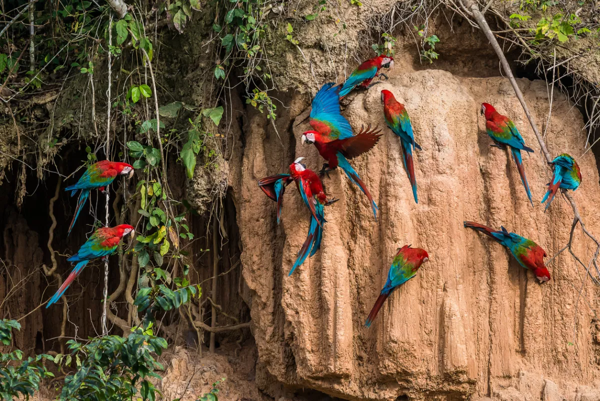Foto de una familia de guacamayas suspendidas entre los árboles de la Amazonía peruana.