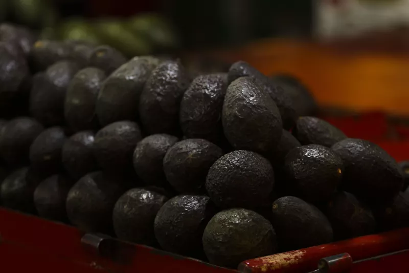 Aguacate se prevee baja el precio
