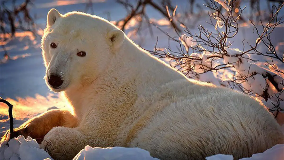 Osos polares en Manitoba