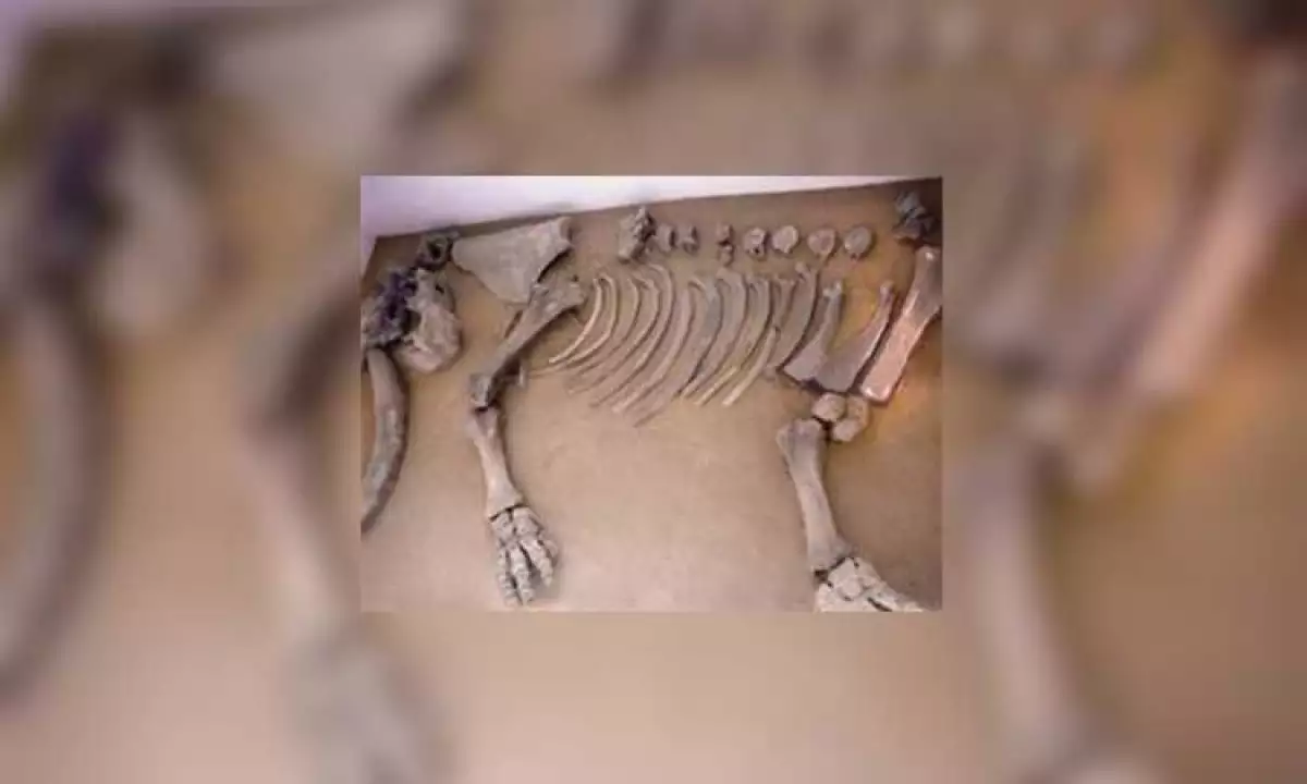 Imagen del mamut hallando en la Línea 4 del Metro.