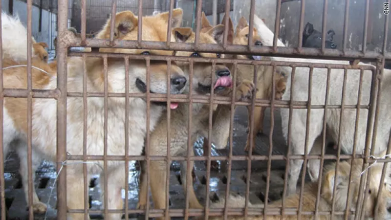 carne perros gatos prohibicion