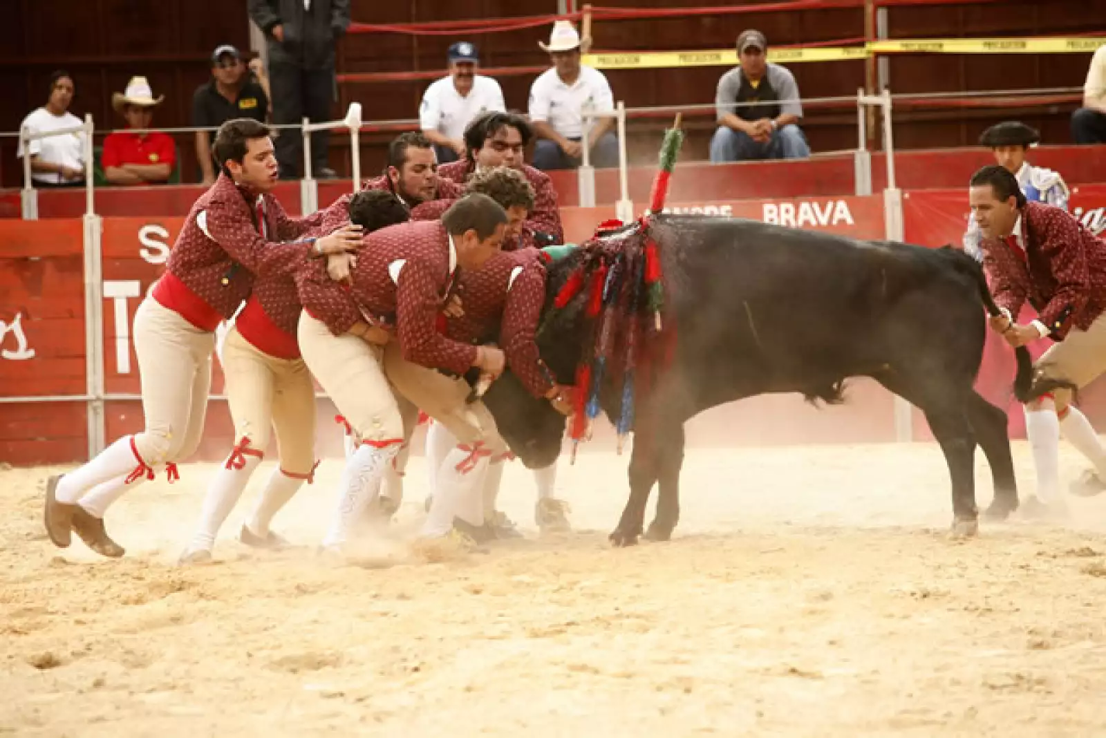 Peyrelonge poresentado por Scappino