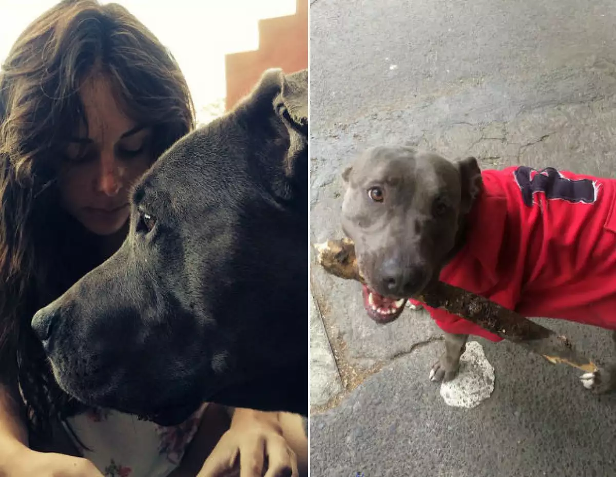 Sin duda el mejor amigo del hombre también es un gran cómplice para la actriz, pues este can ha estado presente en los mejores momentos de la pareja, desde su boda hasta sus paseos por la ciudad.