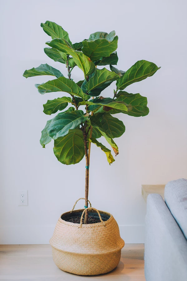 plantlady_1
