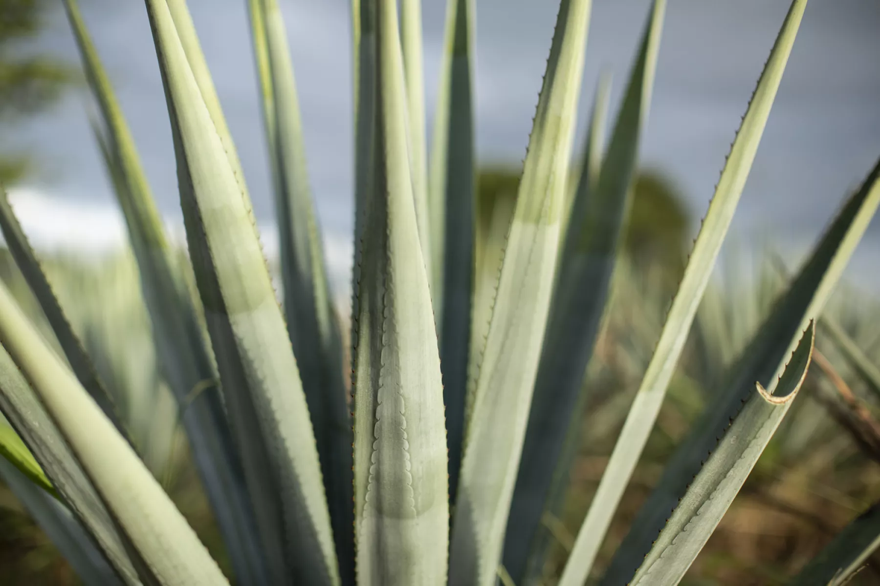 Tequila