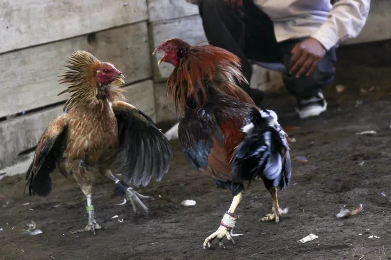 Pelea de Gallos