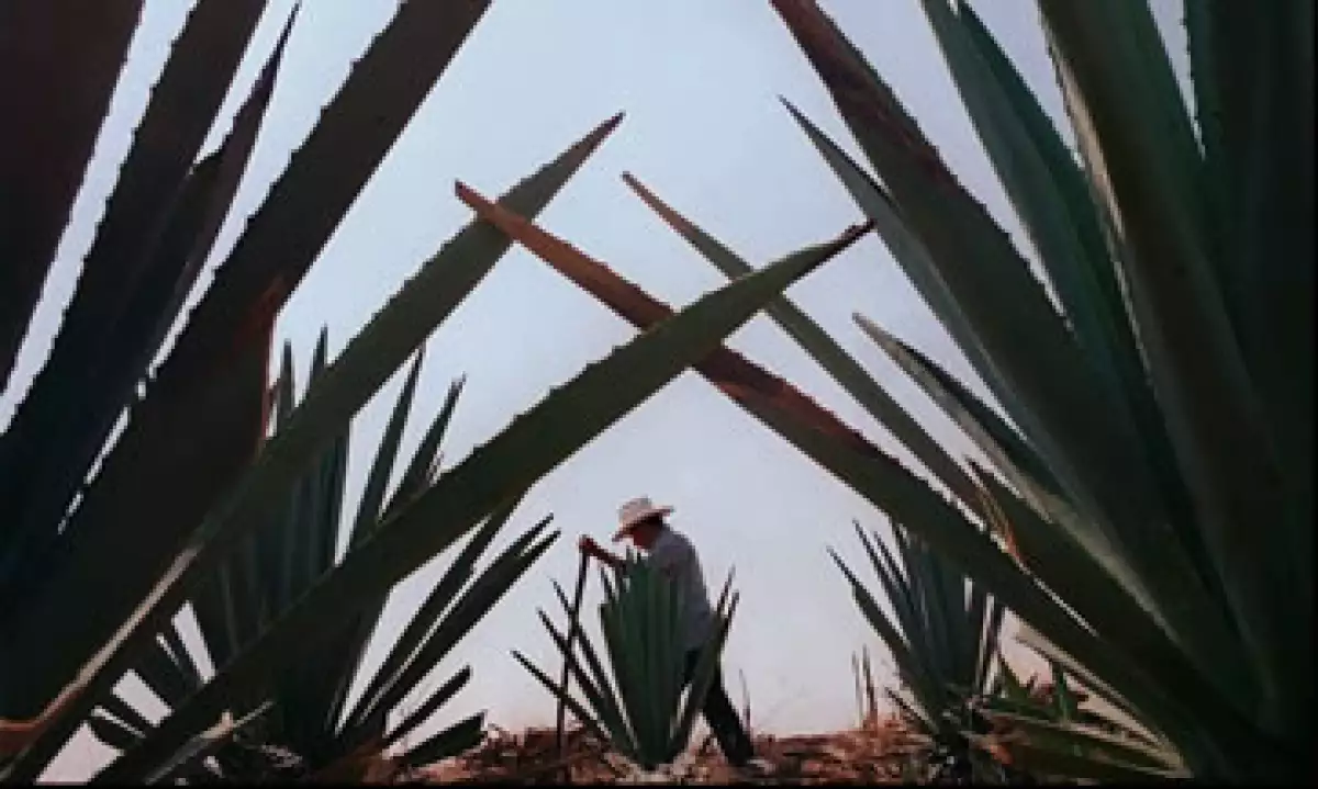 Casa Cuervo ganó 3% de participación de mercado en México en los últimos años para llegar a un total de 25%. El mercado por su parte se contrajo 1% anual de 2006 a 2011, según datos del Consejo Regulador del Tequila. (Foto: AP)