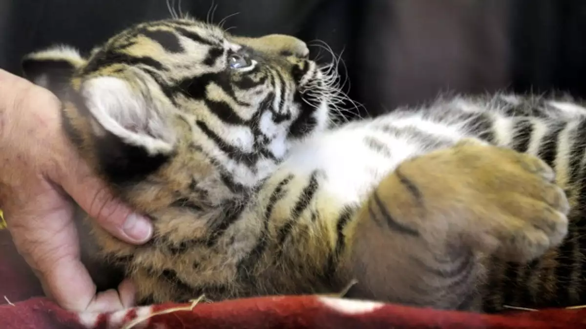 tigre