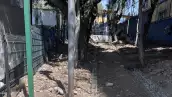El árbol que a nadie le importo verlo morir