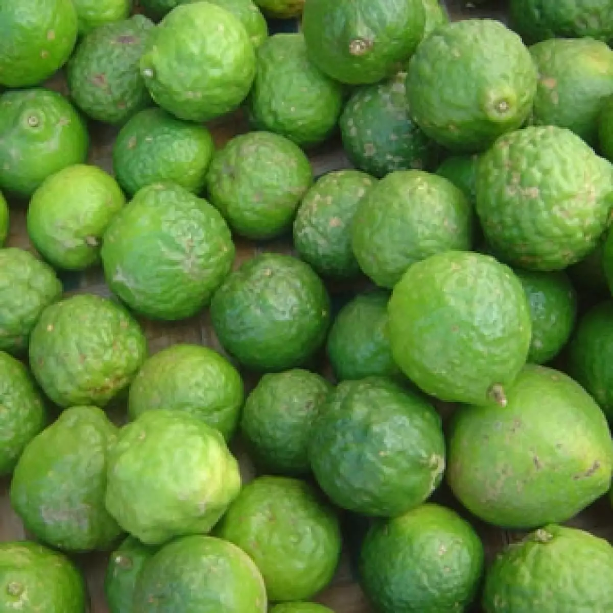 LOG-LimonPersa