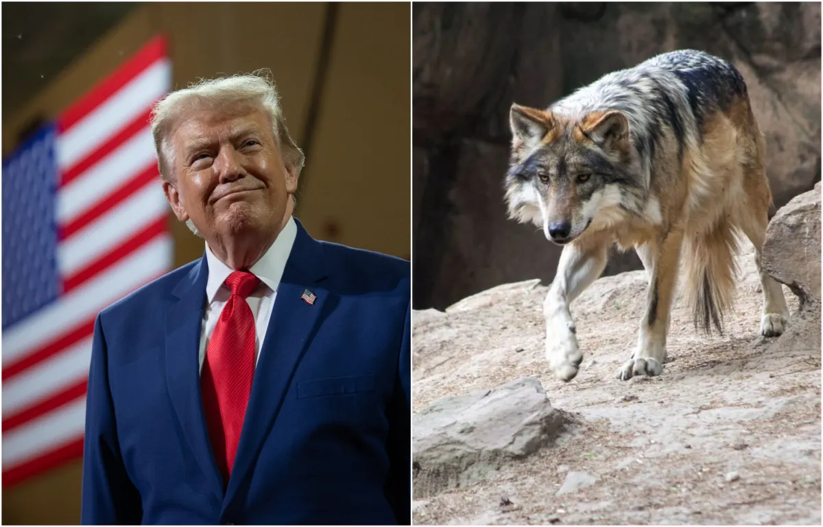 El presidente de Estados Unidos, Donald Trump, a la izquierda y un ejemplar del lobo gris mexicano, a la derecha.