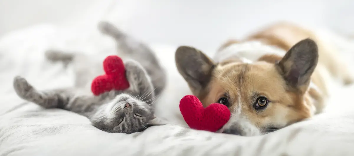 perros-gatos-preferencia-hogar