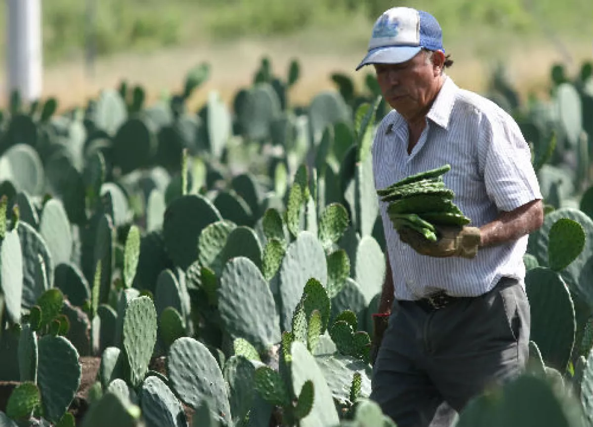 nopales